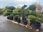 Vormsnoeibomen & tuinbonsai: Pinus, Taxus, Juniperus & meer, Bloeit niet, Overige soorten, 100 tot 250 cm, Ophalen