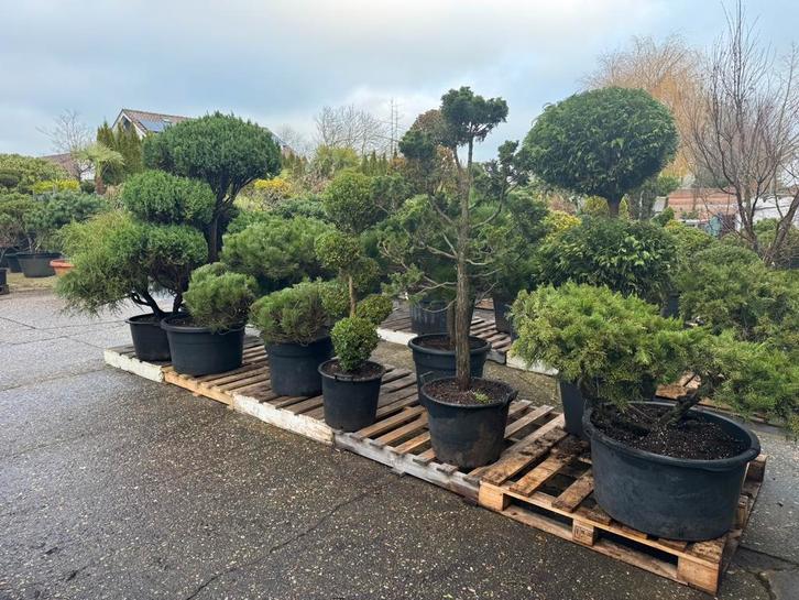 Vormsnoeibomen & tuinbonsai: Pinus, Taxus, Juniperus & meer, Tuin en Terras, Planten | Bomen, Overige soorten, 100 tot 250 cm