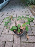 Stek wilde bramen, Tuin en Terras, Planten | Tuinplanten, Ophalen, Vaste plant, Fruitplanten, Halfschaduw