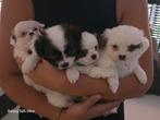 Pomchi pups, Dieren en Toebehoren, Rabiës (hondsdolheid), 8 tot 15 weken, Meerdere, Meerdere dieren