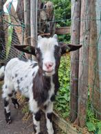Bonte melkgeit bok, Dieren en Toebehoren, Schapen, Geiten en Varkens, Mannelijk, Geit