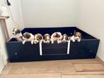 Kooiker pups. ( Nog enkele pups beschikbaar), Rabiës (hondsdolheid), Meerdere, 8 tot 15 weken, Meerdere dieren