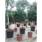 Ficus Microcarpa 'nitida' - Stam Etage 2-bol g32793, Tuin en Terras, Planten | Tuinplanten, Ophalen of Verzenden