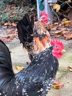 Gratis Serama haantjes, Dieren en Toebehoren, Pluimvee, Mannelijk, Kip