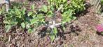 Jonge vijgenboom met zoete vijgen, Tuin en Terras, Ophalen, Volle zon, Vaste plant, Bloeit niet