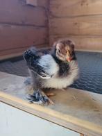 Cochin kriel kuikens glad & krulveer, Dieren en Toebehoren, Pluimvee, Geslacht onbekend, Kip