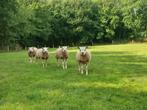 T.K. 2,5-jarige texelaar ram en 1,5-jarige rammen en ooien, Dieren en Toebehoren, Schapen, Geiten en Varkens, Meerdere dieren