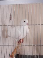 Witte postduiven, Dieren en Toebehoren, Meerdere dieren, Postduif