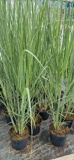 Panicum Northwind pot 17cm, Tuin en Terras, Planten | Tuinplanten, Ophalen, Zomer, Overige soorten, Volle zon