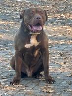 American bully xxl, Dieren en Toebehoren, Fokker | Hobbymatig, Rabiës (hondsdolheid), Reu, 1 tot 2 jaar