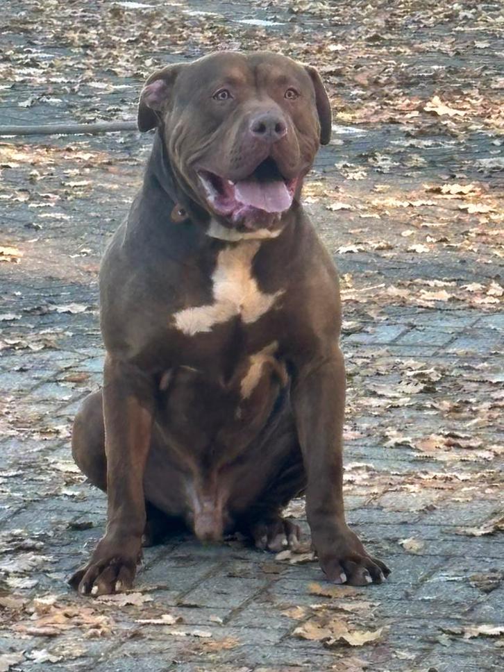 American bully xxl, Dieren en Toebehoren, Honden | Dekreuen, Reu, Fokker | Hobbymatig, Eén hond, Buitenland, 1 tot 2 jaar, CDV (hondenziekte)