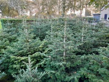 kerstbomen te koop beschikbaar voor biedingen