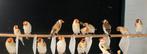 majoor putter diverse kleuren ook witkeel en bont, Dieren en Toebehoren, Meerdere dieren, Wildzangvogel