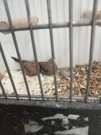 Mooi koppel donkerbuik zilverbekjes, Dieren en Toebehoren, Meerdere dieren
