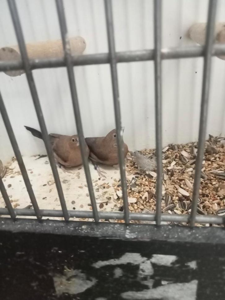 Mooi koppel donkerbuik zilverbekjes, Dieren en Toebehoren, Vogels | Overige Vogels, Meerdere dieren