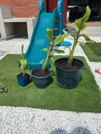 Musa basjoo winterhard banenenplant diverse maten palm agave, Ophalen, Overige soorten, Volle zon