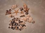 Te koop! Schelpen, Ophalen, Nieuw