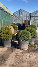 Taxus bollen, Ophalen, Taxus, Struik, Minder dan 100 cm