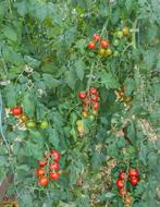 Belgian heart tomaat stek, Zomer, Ophalen of Verzenden, Groenteplanten, Eenjarig