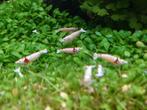 Crystal Red Garnalen Low Grade op Kraanwater, Dieren en Toebehoren, Kreeft, Krab of Garnaal, Zoetwatervis, Schoolvis