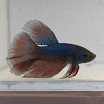 Betta splendens man 47, Dieren en Toebehoren, Vis