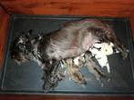 Lieve pups, 8 tot 15 weken, Teef, CDV (hondenziekte), Meerdere