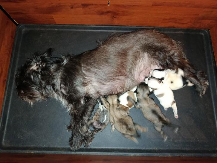 Lieve pups, Dieren en Toebehoren, Honden | Niet-rashonden, Middel, Teef, Fokker | Hobbymatig, Meerdere, Nederland, 8 tot 15 weken