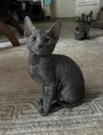 Cornish Rex Kittens, Dieren en Toebehoren, Katten en Kittens | Raskatten | Korthaar, Meerdere dieren, Ontwormd, 0 tot 2 jaar