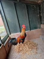 Tekoop koop  patrijs leghorn haan 2025, Dieren en Toebehoren, Mannelijk, Kip