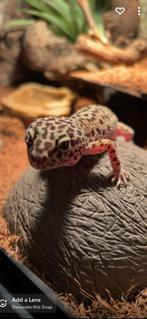 Luipaardgekko Gilbert, Met terrarium, 3 tot 6 jaar, Amfibie