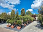 Planten - bomen - mediterrane bomen, Tuin en Terras, Planten | Bomen, Ophalen of Verzenden, Volle zon, Overige soorten