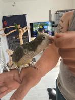 Mooie tamme muisparkiet, Dieren en Toebehoren, Vogels | Parkieten en Papegaaien, Vrouwelijk, Parkiet, Tam