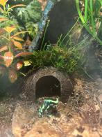 Dendrobates Costa rica en leucomelas, Dieren en Toebehoren, Reptielen en Amfibieën, Amfibie, 0 tot 2 jaar