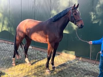Grote vriendelijke 7 jarige ruin beschikbaar voor biedingen