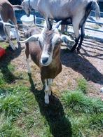 2 Geitjes, Dieren en Toebehoren, Schapen, Geiten en Varkens, Vrouwelijk, Geit, 0 tot 2 jaar