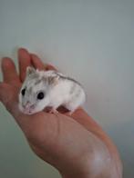 Chinese dwerghamsters, Dieren en Toebehoren, Knaagdieren, Hamster, December, Meerdere dieren, Tam