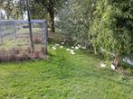 kwakers, Dieren en Toebehoren, Mei, Meerdere dieren