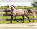 Volbloed Arabier, Dieren en Toebehoren, Paarden, Minder dan 160 cm, Gechipt, 7 tot 10 jaar, Recreatiepaard