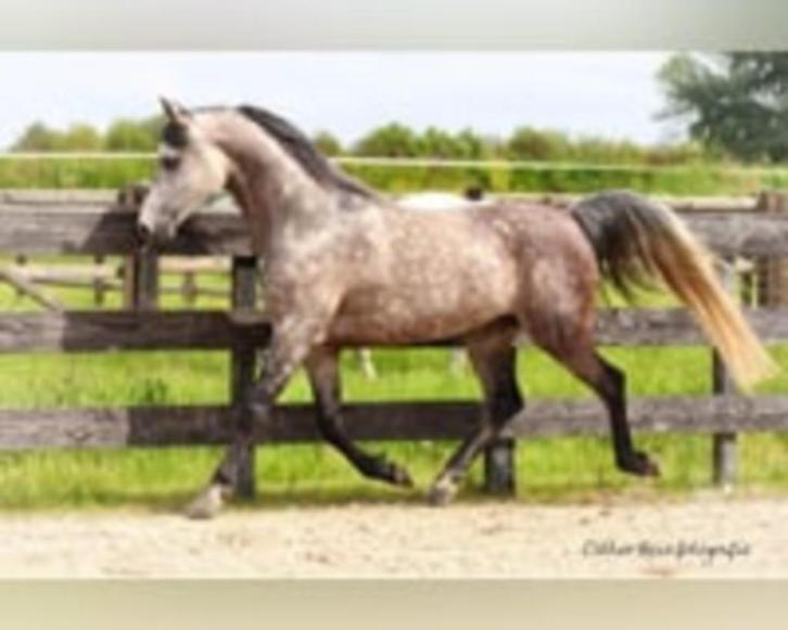 Volbloed Arabier, Dieren en Toebehoren, Paarden, Hengst, Zadelmak, Minder dan 160 cm, 7 tot 10 jaar, Recreatiepaard, Met stamboom