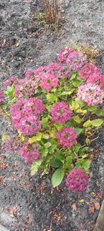 Gratis Tuinplanten - Diverse soorten!, Tuin en Terras, Planten | Tuinplanten, Ophalen