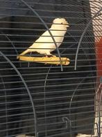 Kanarie mannetje met kuif.wit, Dieren en Toebehoren, Mannelijk, Kleurkanarie