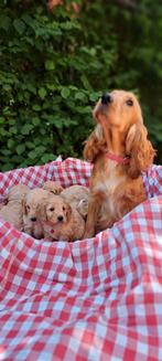 Cockapoo pups .Engelse cockerspaniel x dwerg poedel., Dieren en Toebehoren, Honden | Chihuahua's en Gezelschapshonden, Poedel