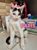 Kitten Paris zoekt een baasje, Dieren en Toebehoren, Katten en Kittens | Overige Katten, Poes, Kortharig, 0 tot 2 jaar