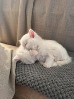 Twee lieve Ragdoll broertjes zoeken een warm thuis, Dieren en Toebehoren, Katten en Kittens | Overige Katten, Kater