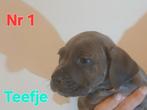 Cane corso pups, Dieren en Toebehoren, Honden | Bulldogs, Pinschers en Molossers, Overige rassen, 8 tot 15 weken, Meerdere, Meerdere dieren