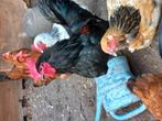 Te koop Brahma kuikens, Dieren en Toebehoren, Pluimvee, Meerdere dieren, Kip