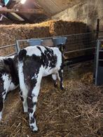 Luxe blauwe baggerpoot kalf, Dieren en Toebehoren, Vrouwelijk