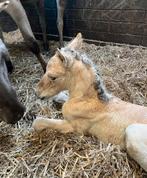 Opfok aangeboden, Dieren en Toebehoren, Maart, Mannelijk