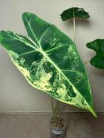 Alocasia frydek veriegata aurea, Huis en Inrichting, Kamerplanten, Ophalen of Verzenden, Halfschaduw, Minder dan 100 cm