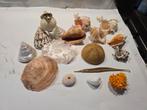 Mooi setje schelpen, Verzamelen, Mineralen en Fossielen, Ophalen of Verzenden, Schelp(en)